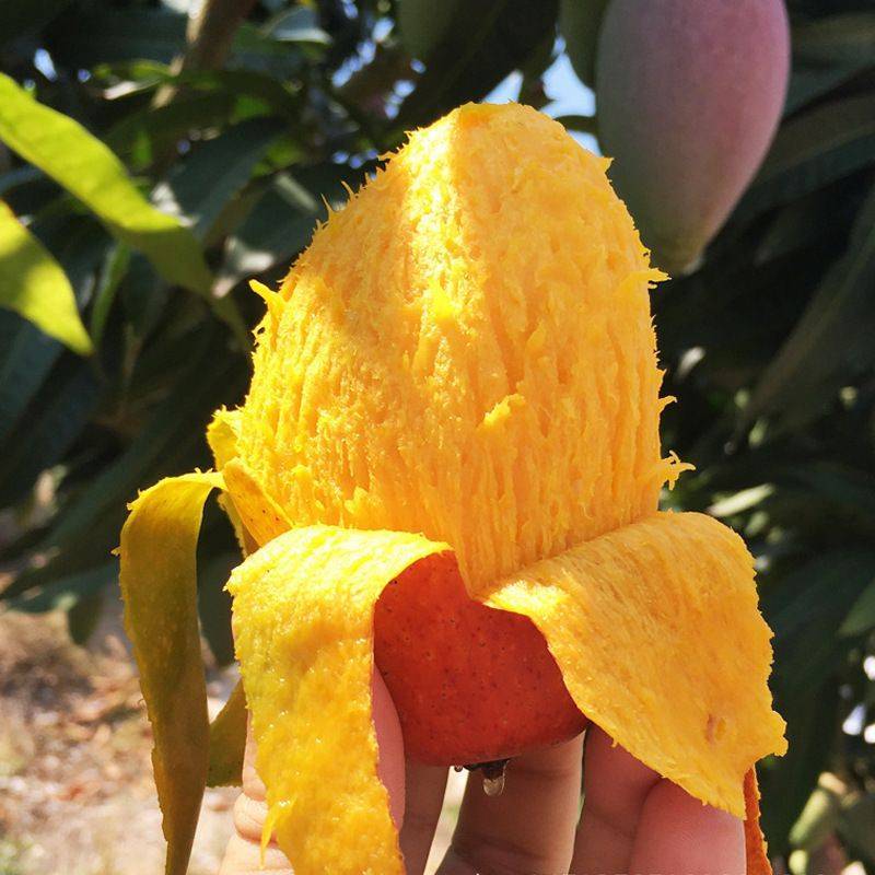 海南精品贵妃芒