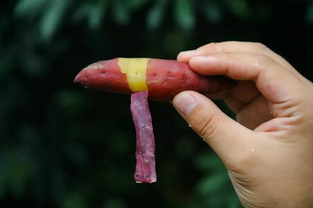 正宗天目山小香薯