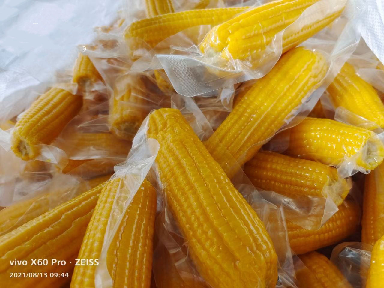 内蒙古黄糯玉米