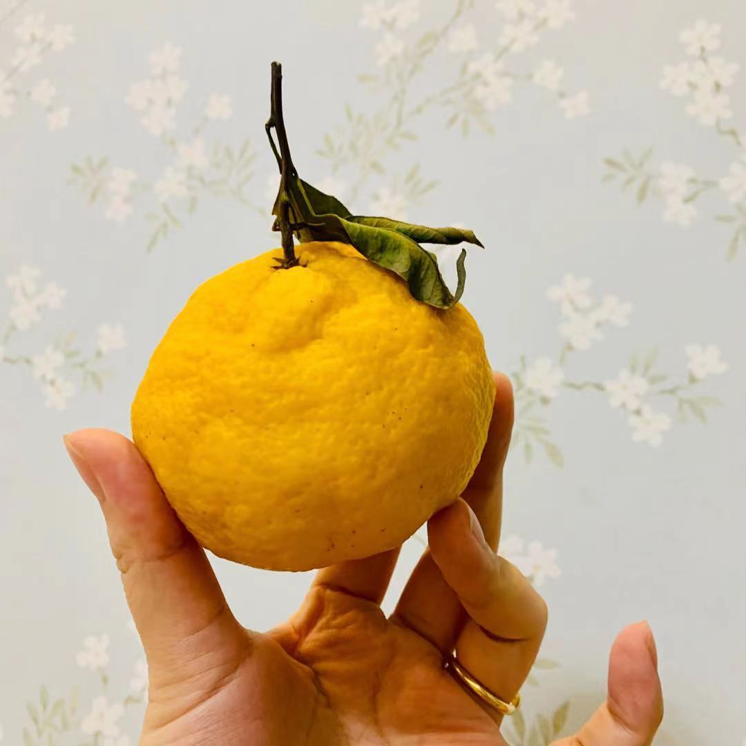 柠檬不知火 · 丑橘
