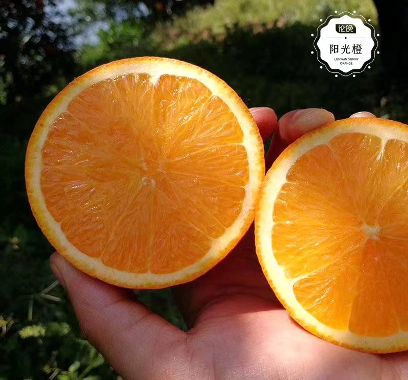 正宗湖北秭归脐橙