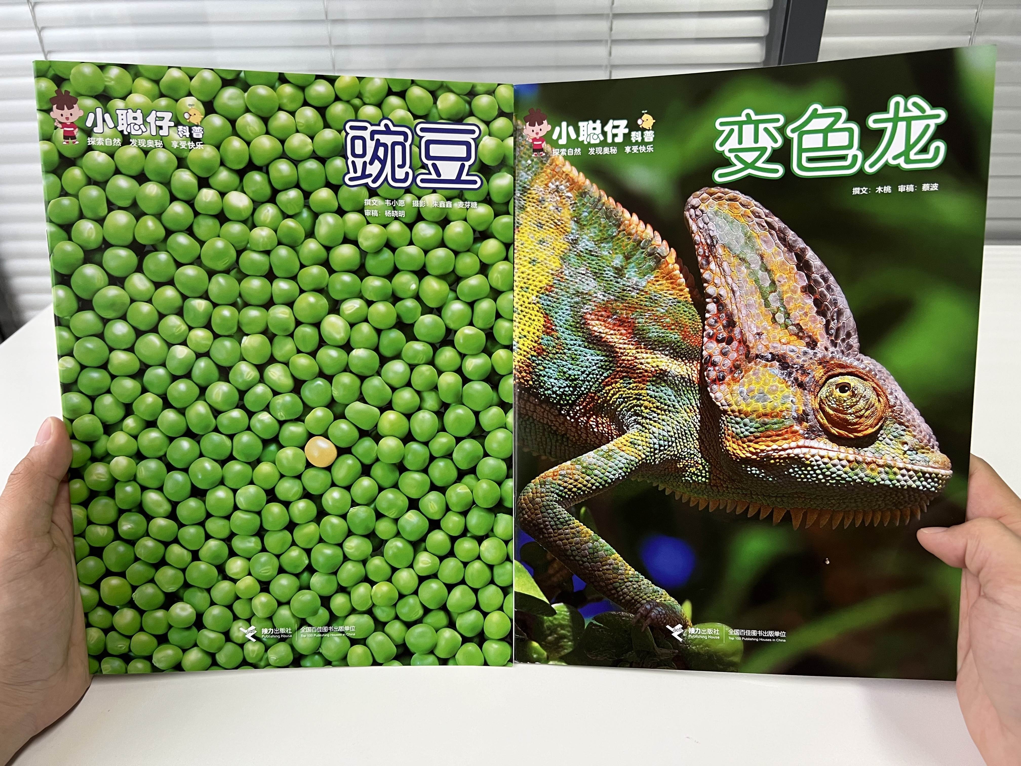 正版《小聪仔》