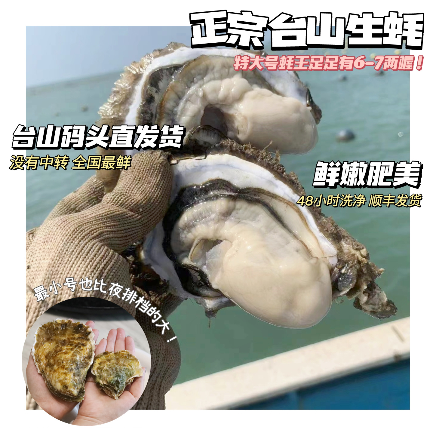 生蚝中的王中之