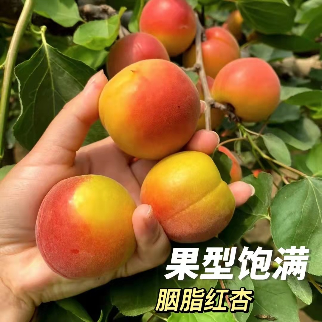 时令·胭脂红杏