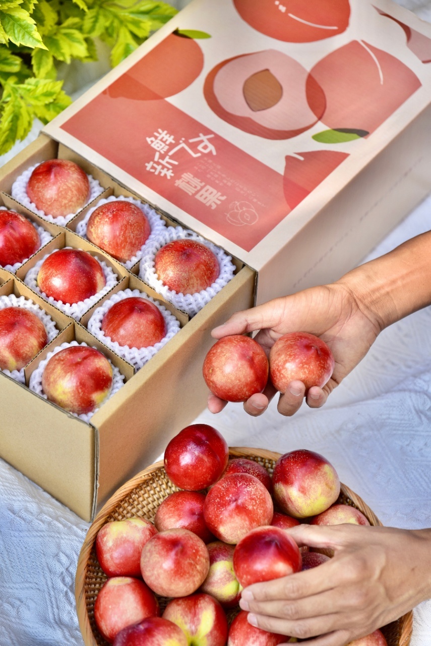 攀枝花露天油桃