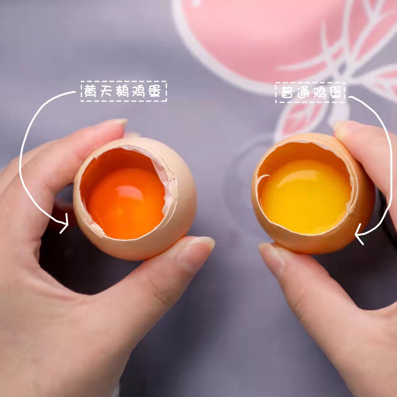 黄天鹅可生食鸡蛋