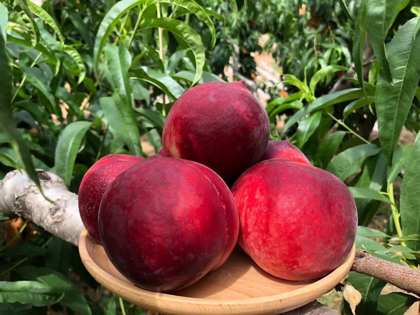 山东蒙阴血丝蜜桃