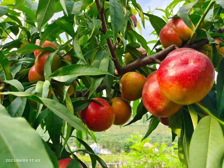 高原黄肉油桃