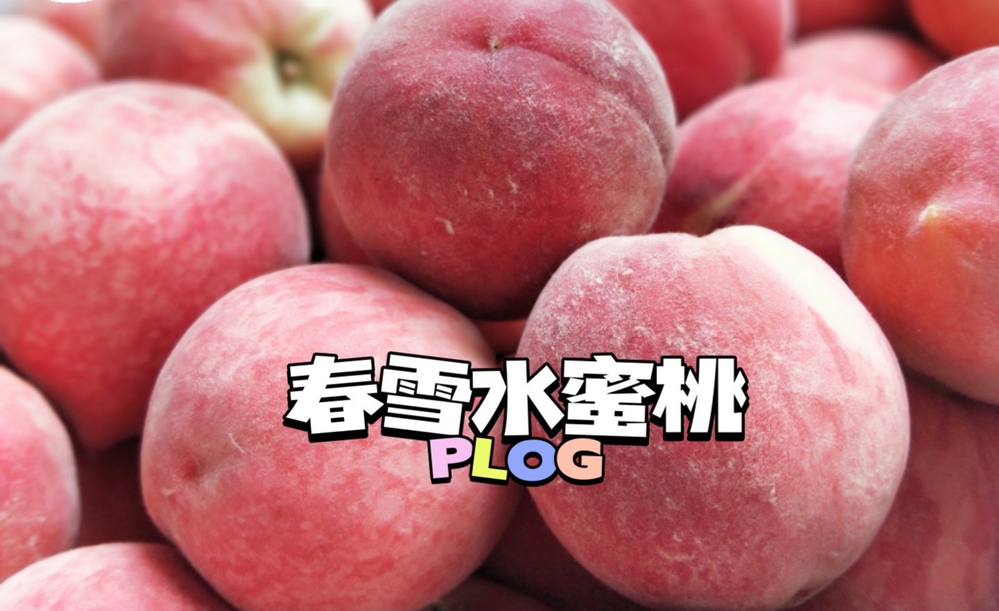 血丝蜜桃-春雪