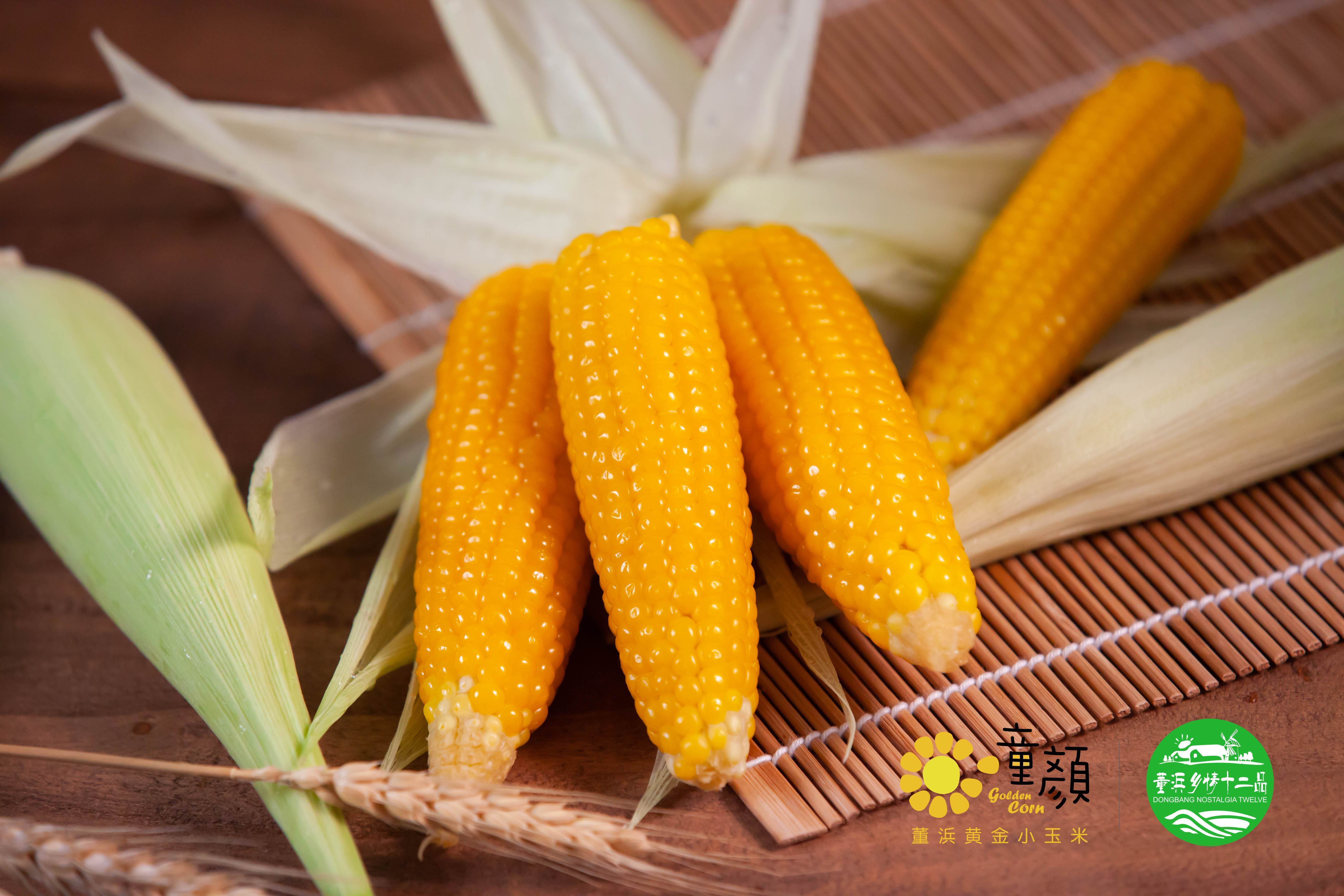 童颜黄金小玉米