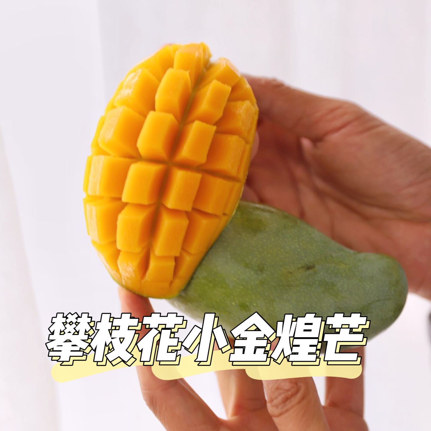 攀枝花小金煌芒