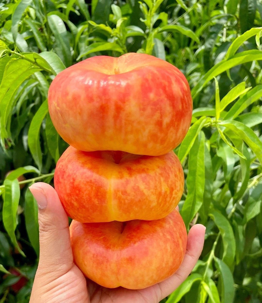 蒙阴彩虹油蟠桃