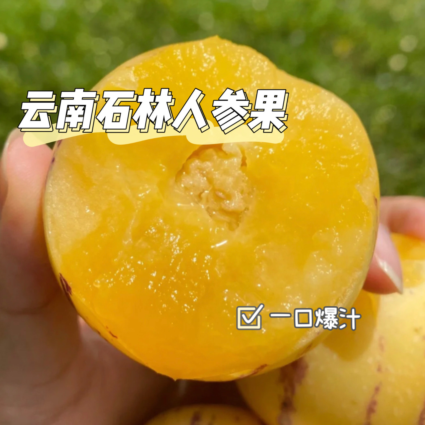 云南石林人参果