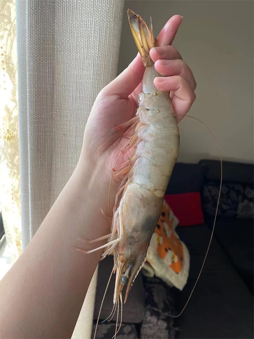 厄瓜多尔盐冻大虾