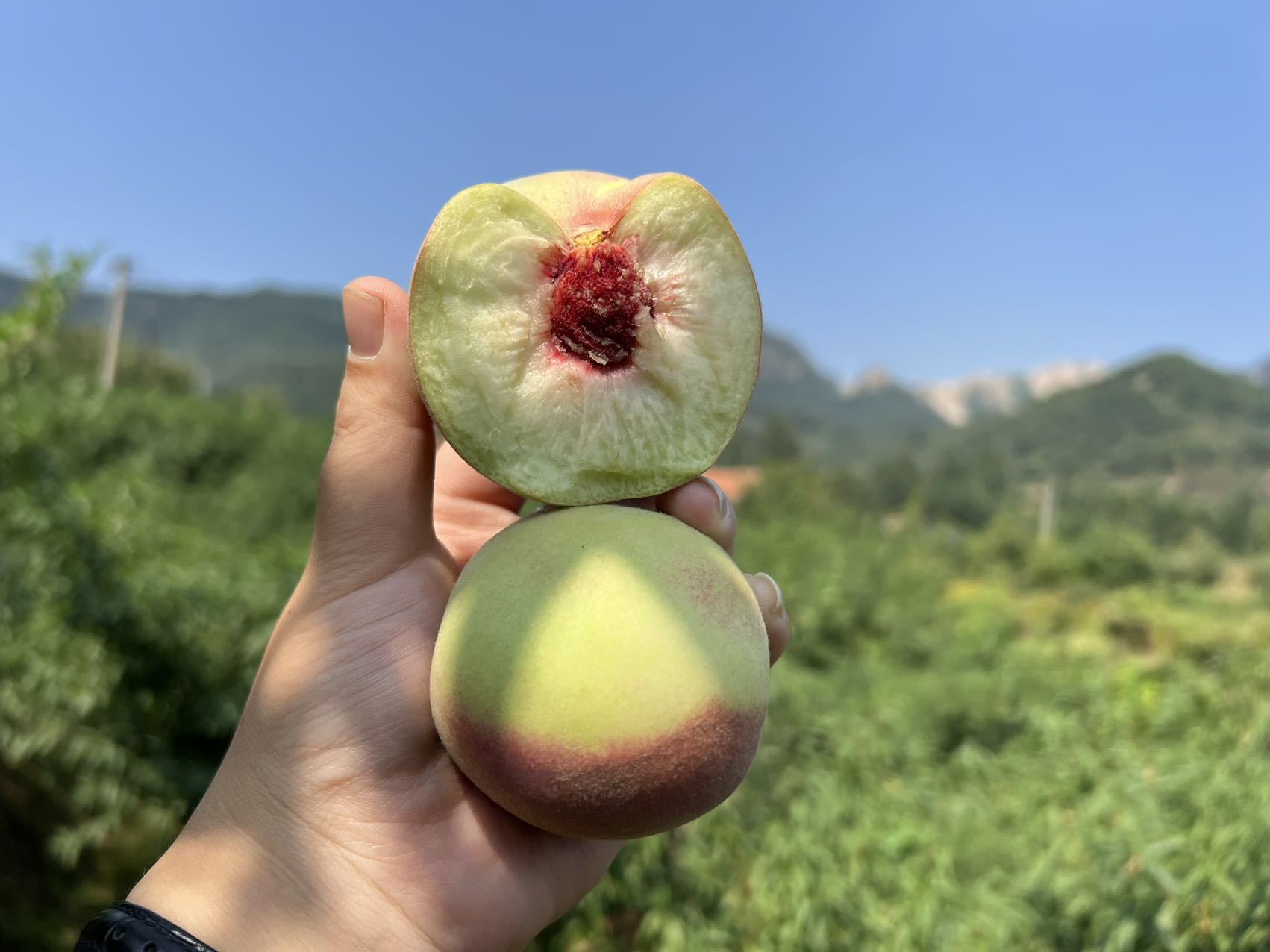 青州蜜系列之秋冬蜜桃季