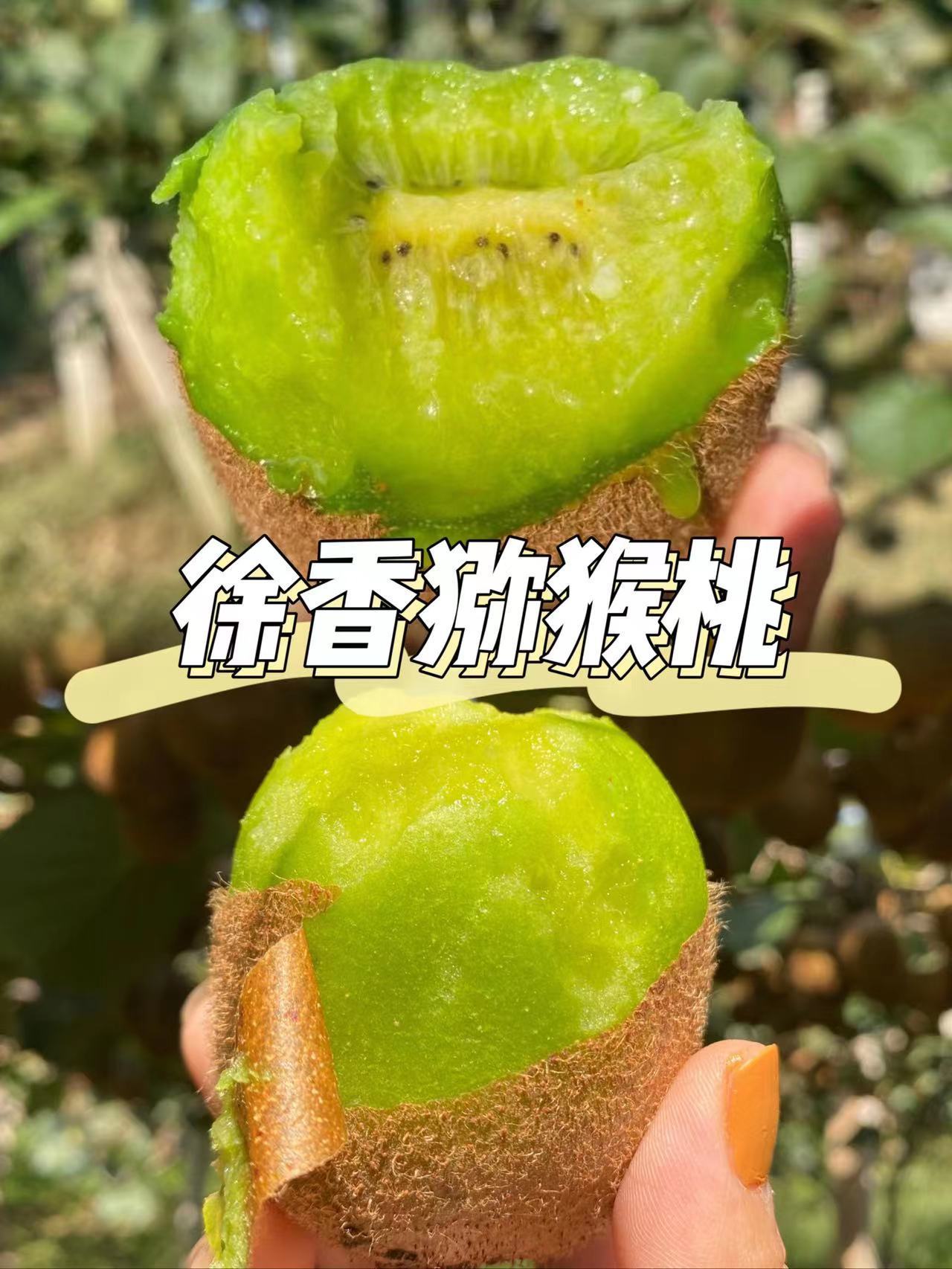 陕西秦岭野生徐香猕猴桃