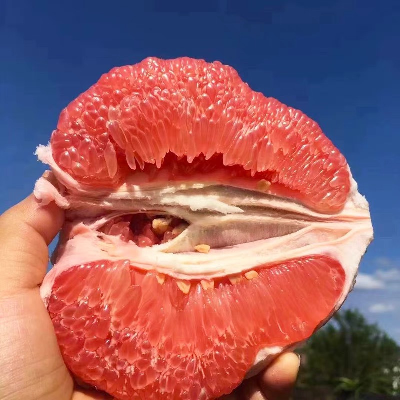 正宗福建平和蜜柚