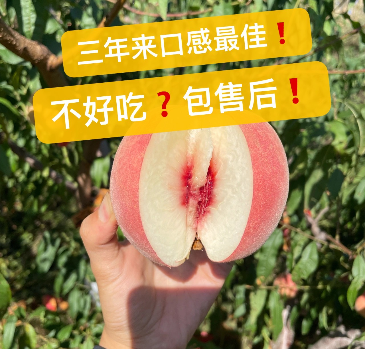 高山·金秋红蜜