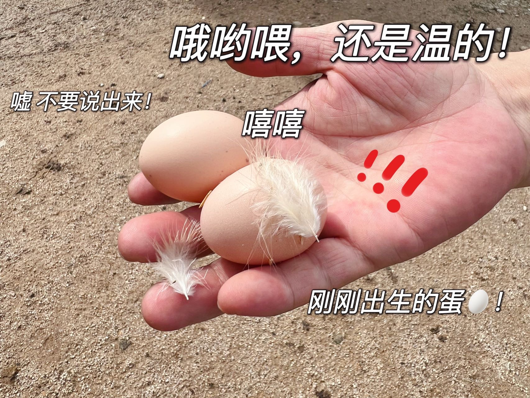 九华山富硒土鸡蛋