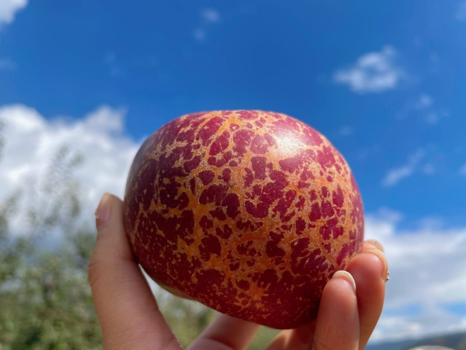 大凉山特丑苹果