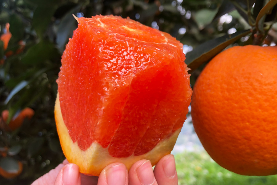 中华秭归红血橙