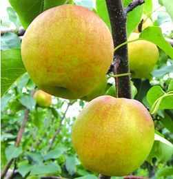 山西隰县玉露香梨