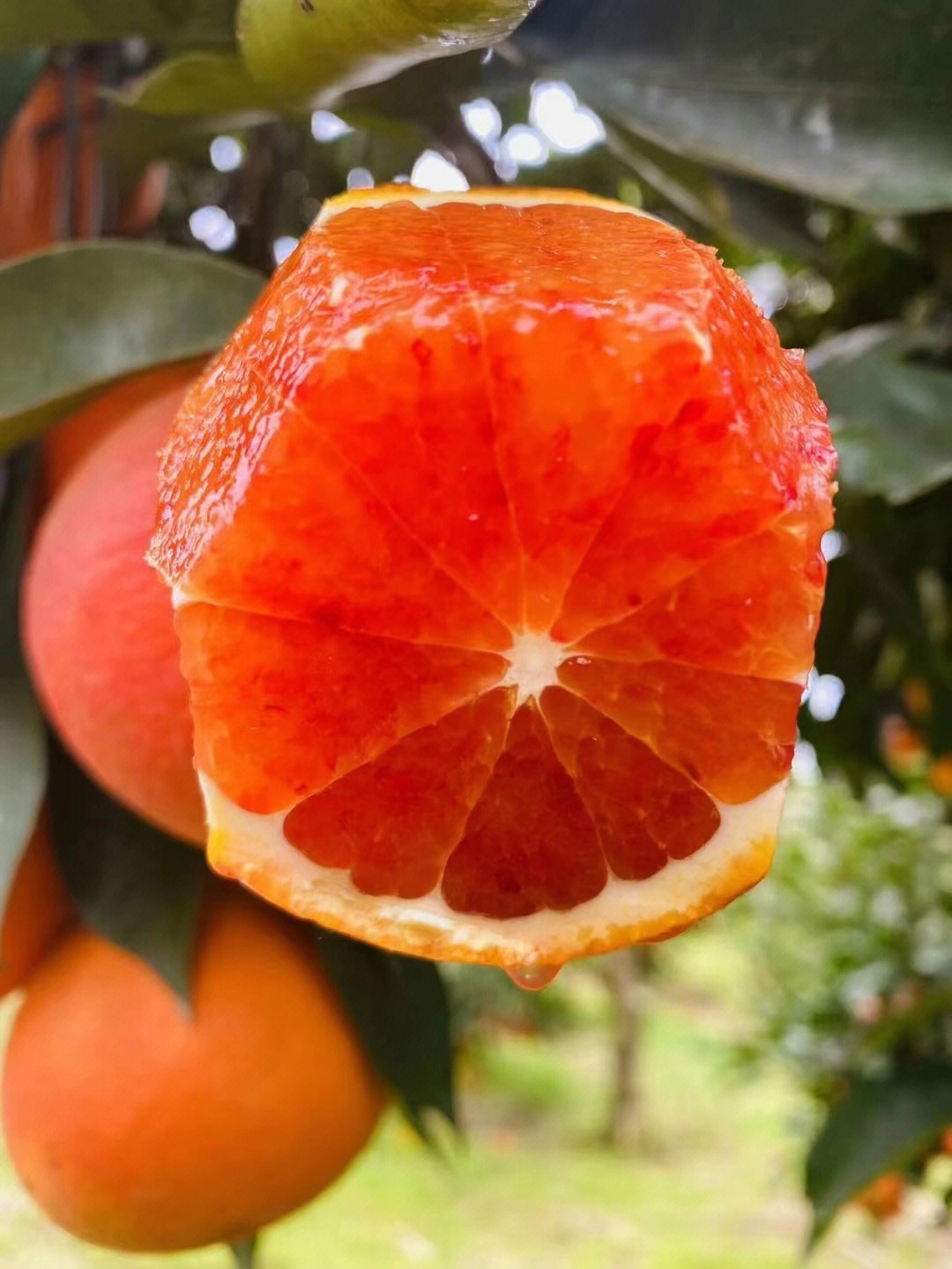 李小橙玫瑰血橙