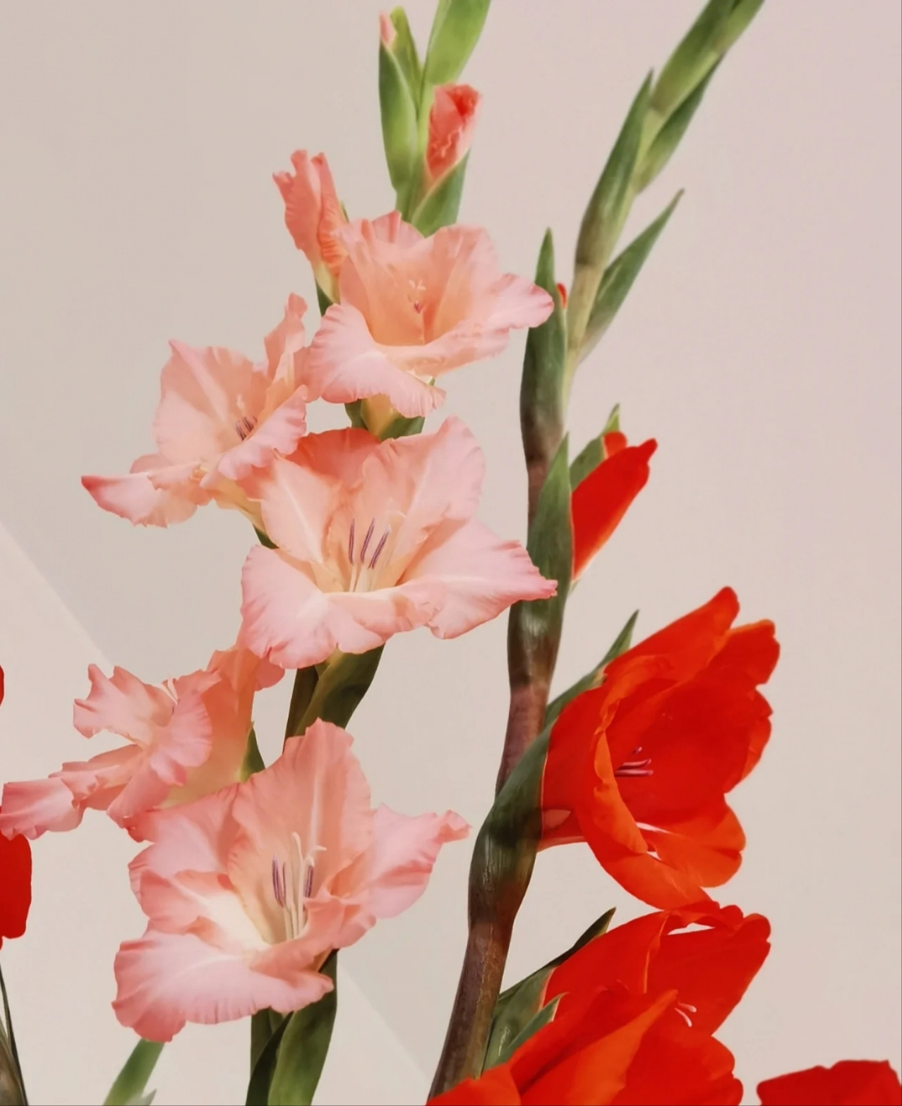 唐菖蒲丨剑兰花