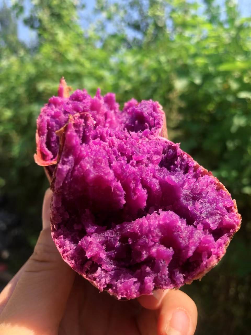 地瓜星球2号溏心紫薯