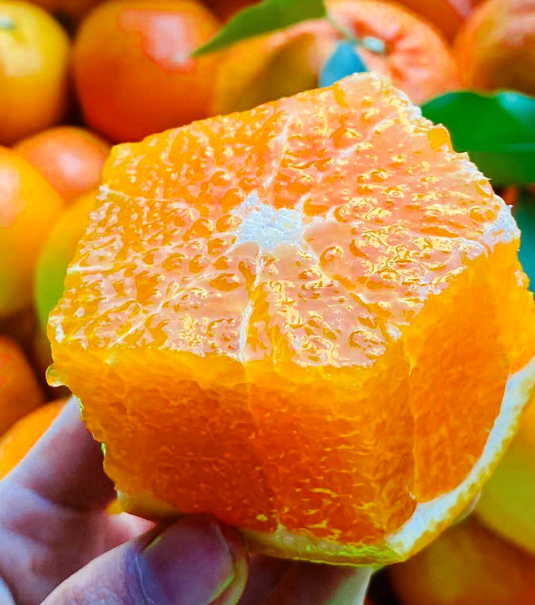 正宗哀牢山·褚柑沃柑