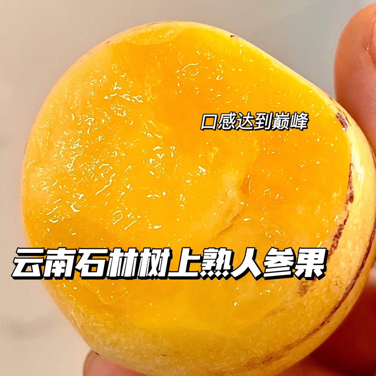 云南石林树上熟人参果