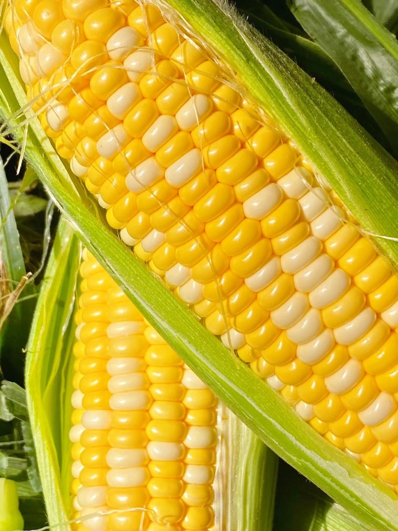 洪湖长江边️金银水果玉米