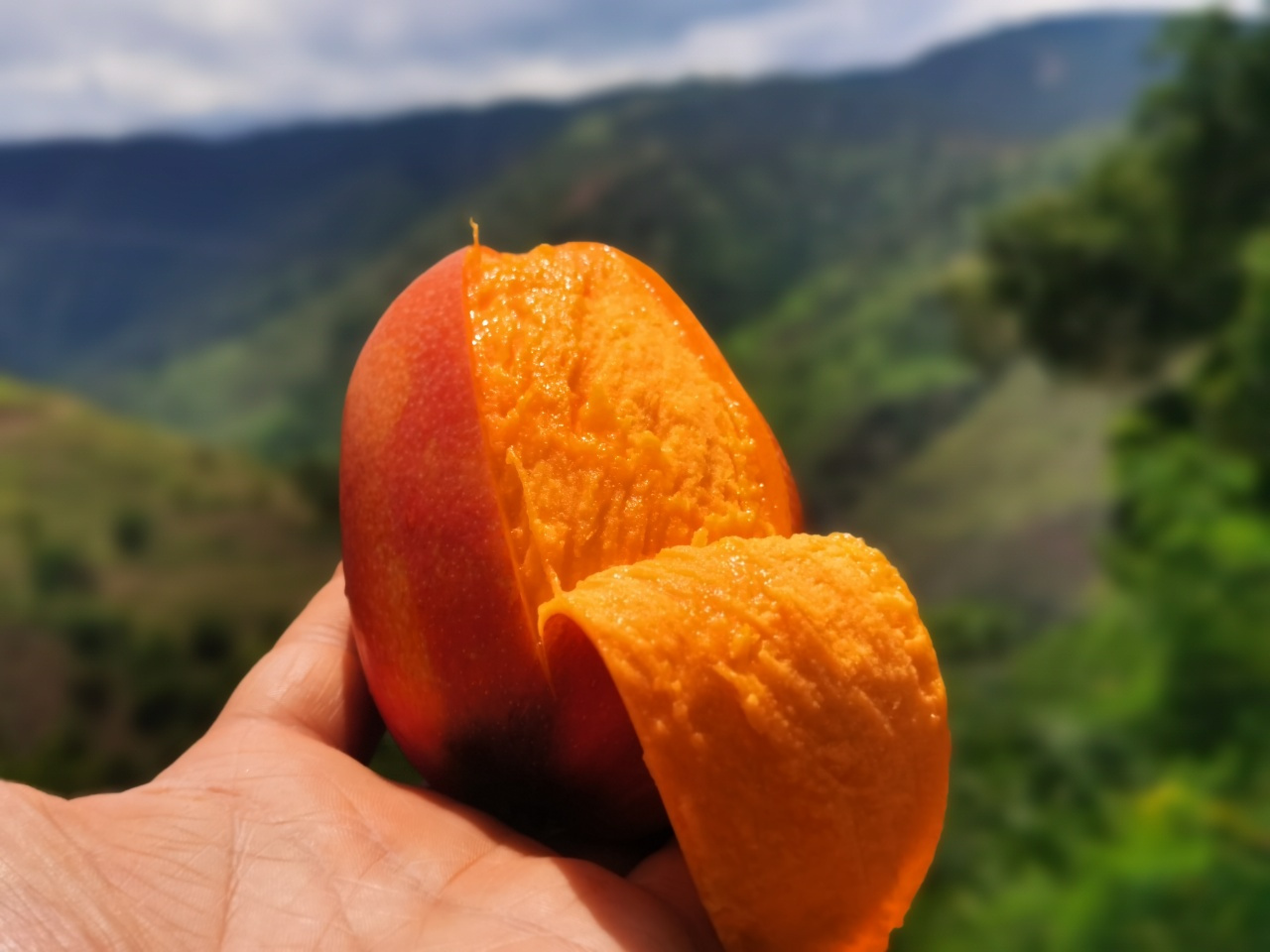 四川大凉山爱文芒果