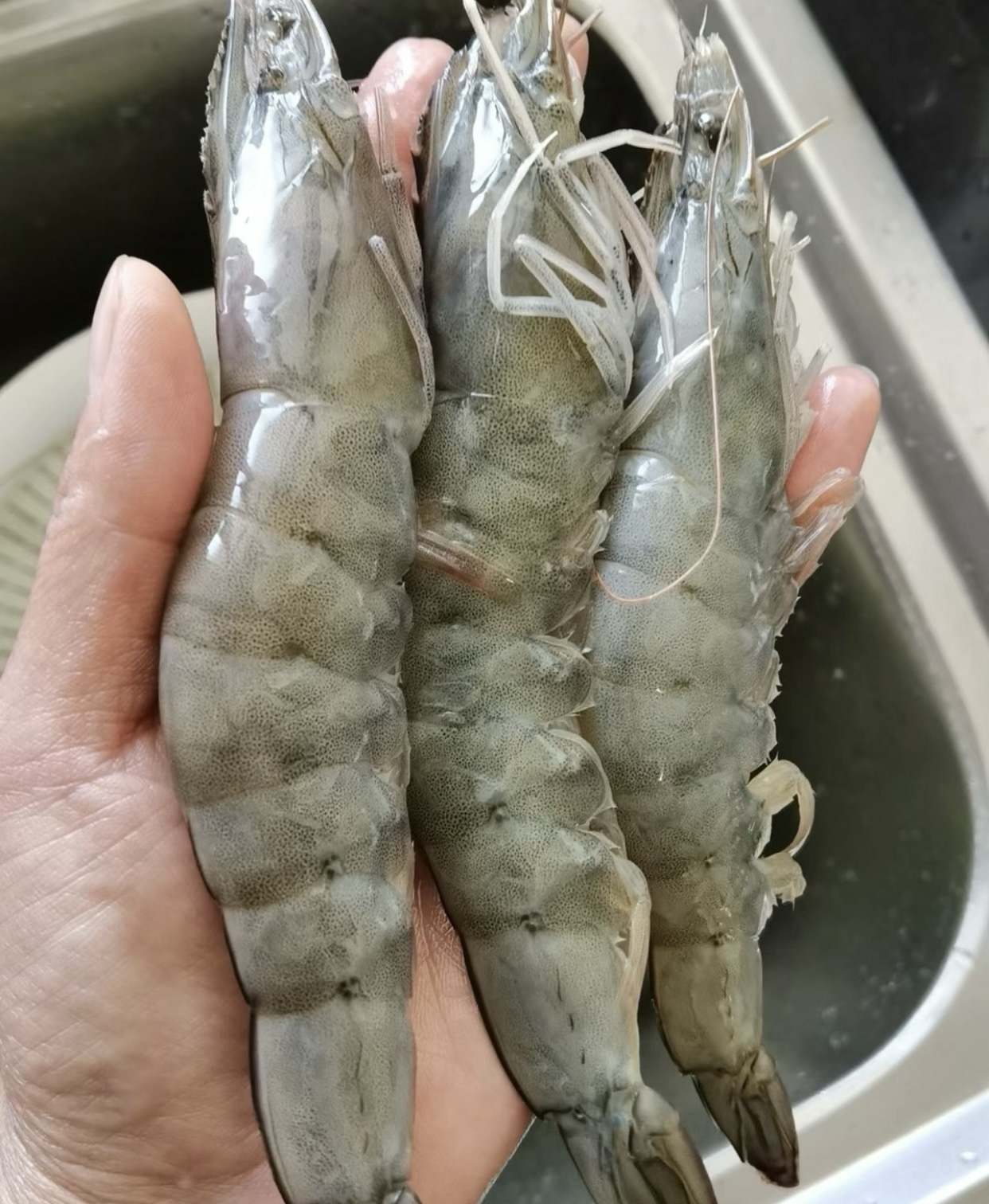 厄瓜多尔盐冻大虾