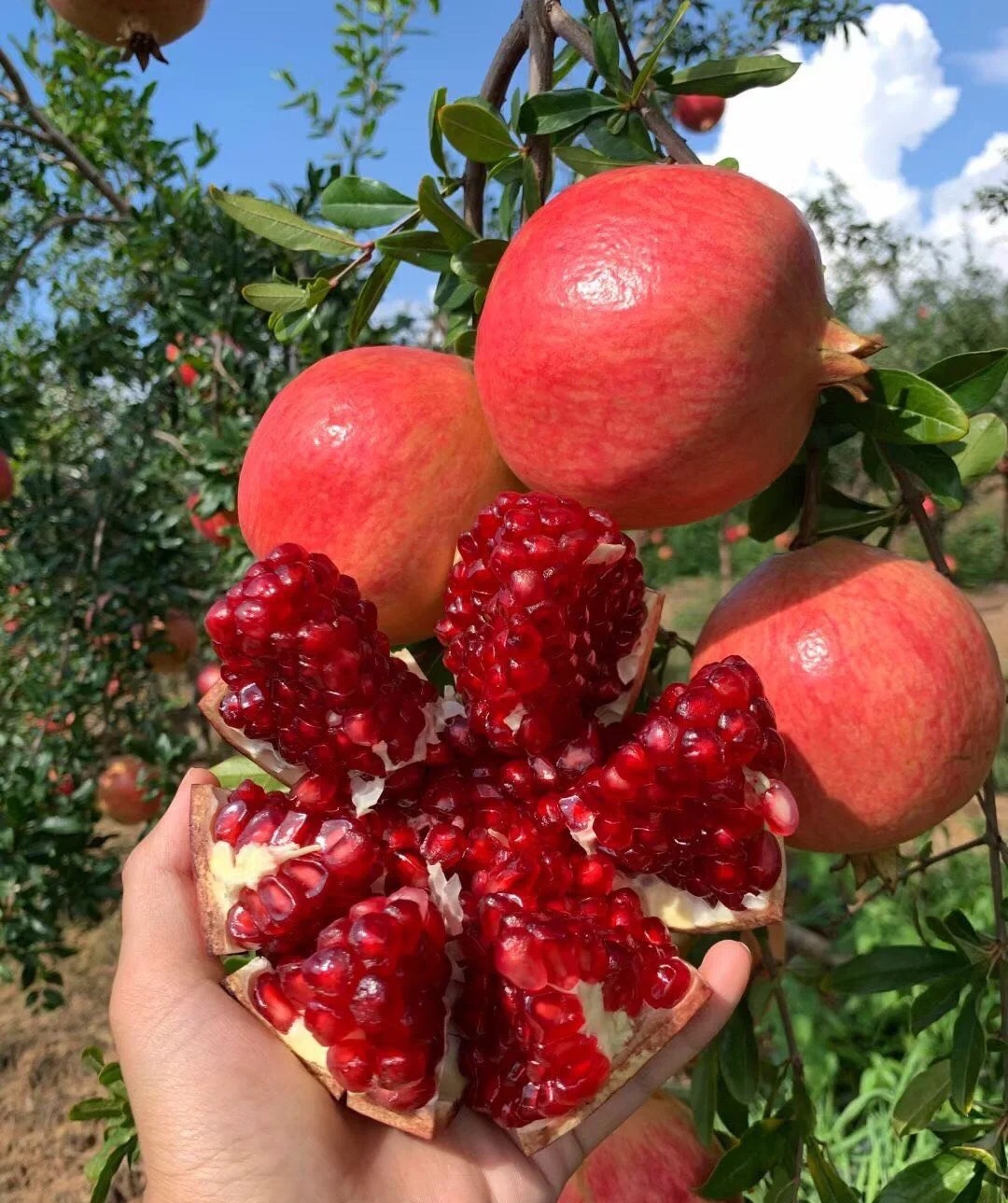 突尼斯软籽石榴