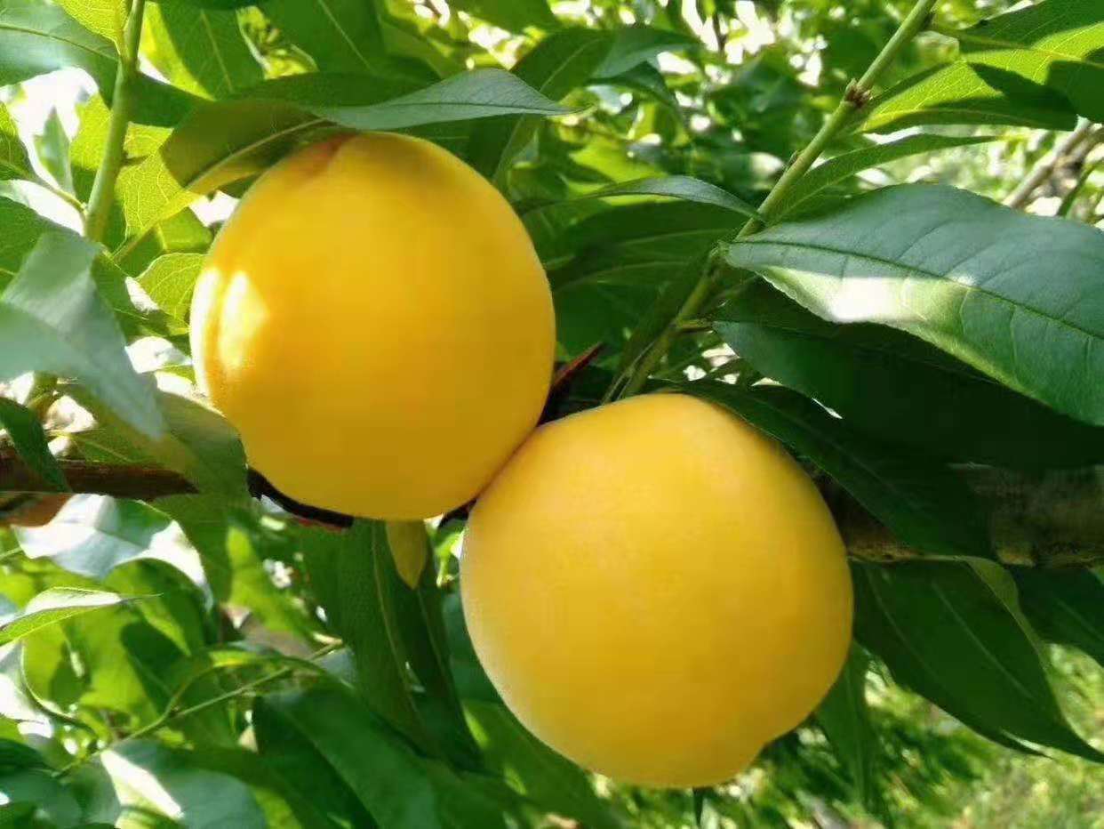 黄金黄桃