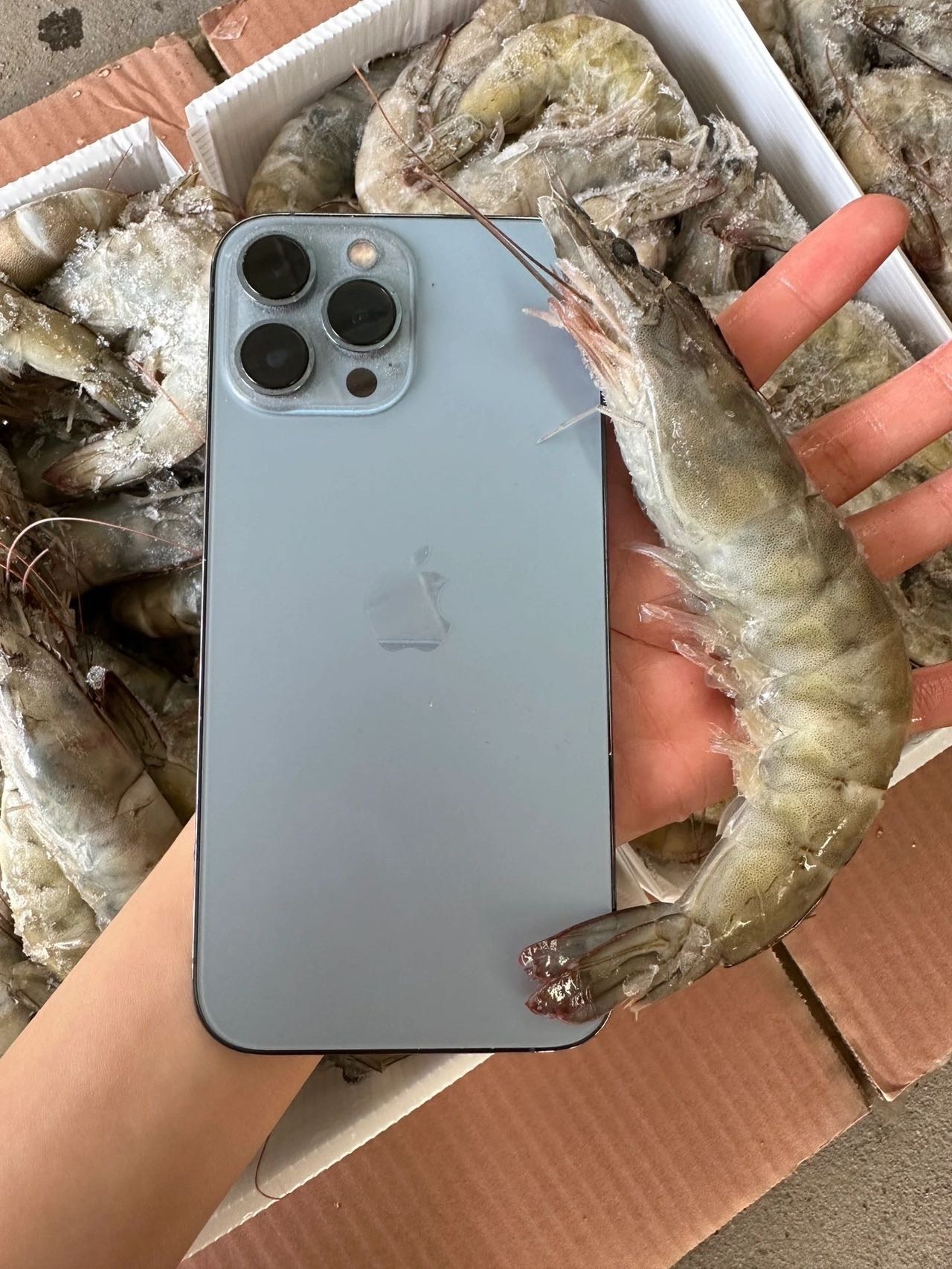 正宗厄瓜多尔盐冻大虾