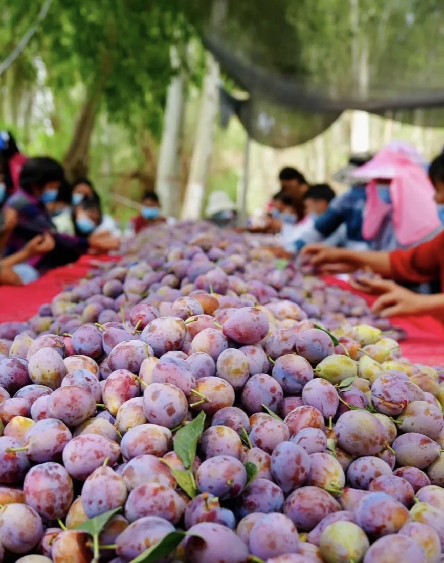 正宗新疆喀什核心产区法兰西·精品西梅