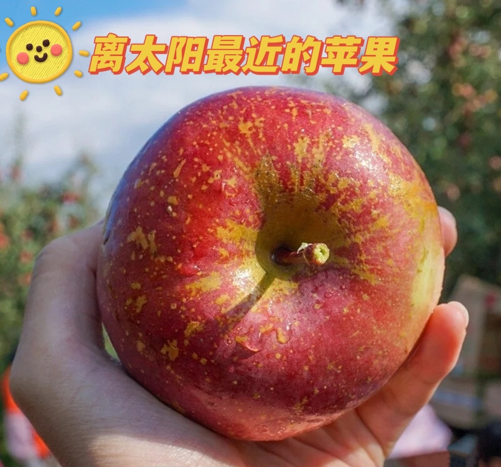 大凉山盐源红将军丑苹果